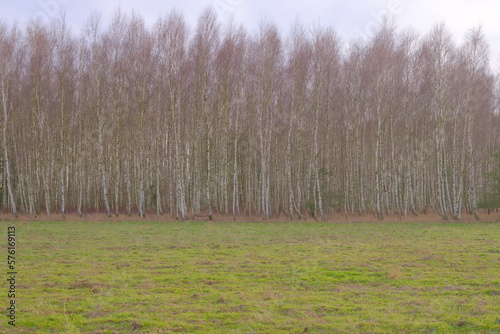 Fototapeta Naklejka Na Ścianę i Meble -  Brzozowy las na wsi, pole uprawne z drzewami w tle.