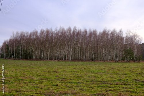 Fototapeta Naklejka Na Ścianę i Meble -  Brzozowy las na wsi, pole uprawne z drzewami w tle.
