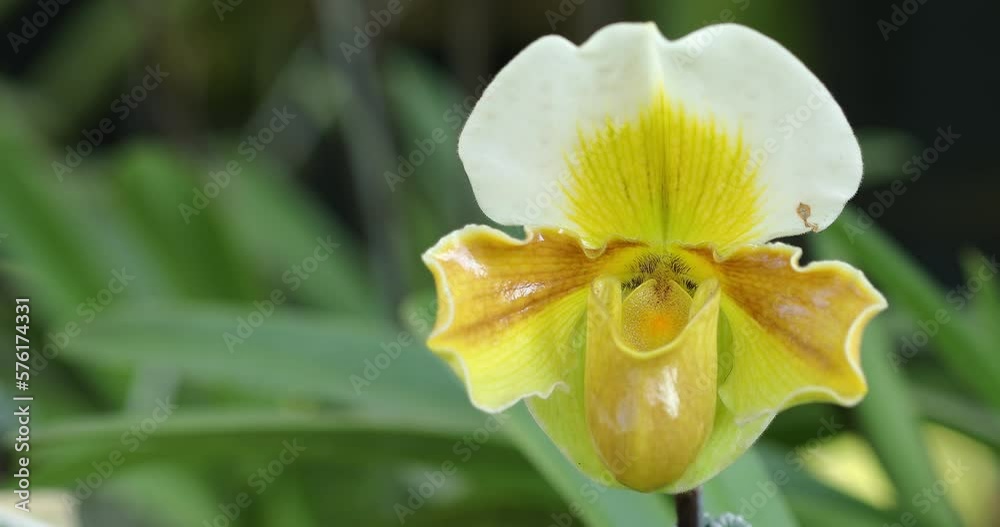 Paphiopedilum orchid or Lady's Slipper orchid flower bloom in spring decoration the beauty of nature 4K Paphiopedilum orchid or Lady's Slipper orchid flower bloom in spring decoration the beauty of nature 4K