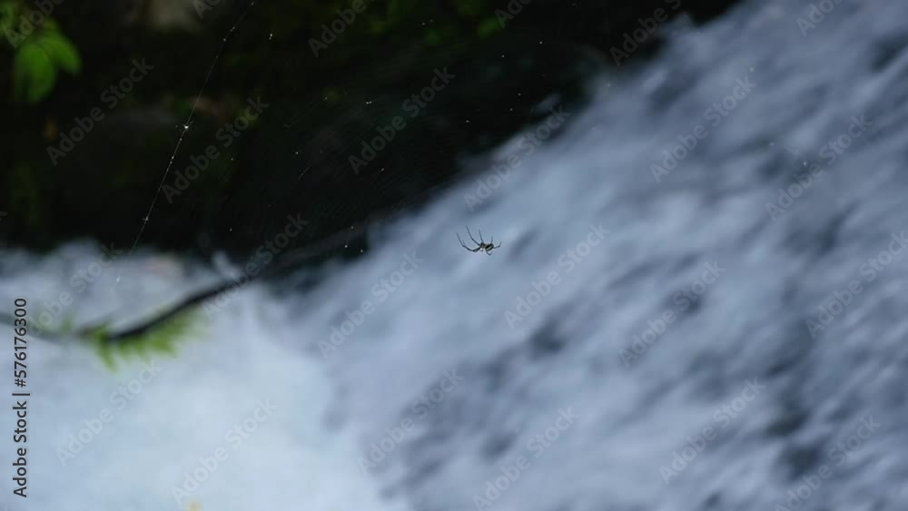 Spider in Web, slow motion water flowing behind Spider in Web, slow motion water flowing behind