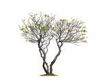 Big Frangipani tree shedding leaves but still blooming beautifully in winter season on transparent background, png file	