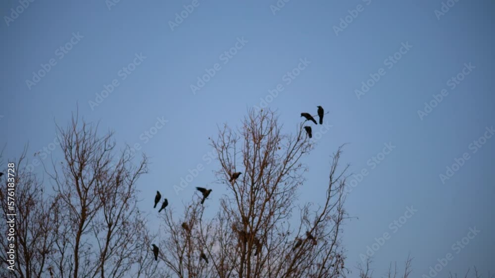 A flock of crows black bird dry tree. birds ravens in the sky in the evening A flock of crows black bird dry tree. birds ravens in the sky in the evening