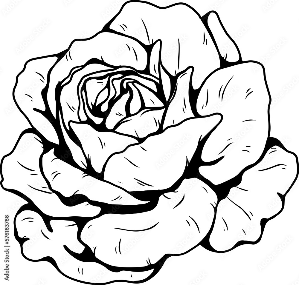 Burgundy iceberg rose png.Beautiful flower on transparent background.