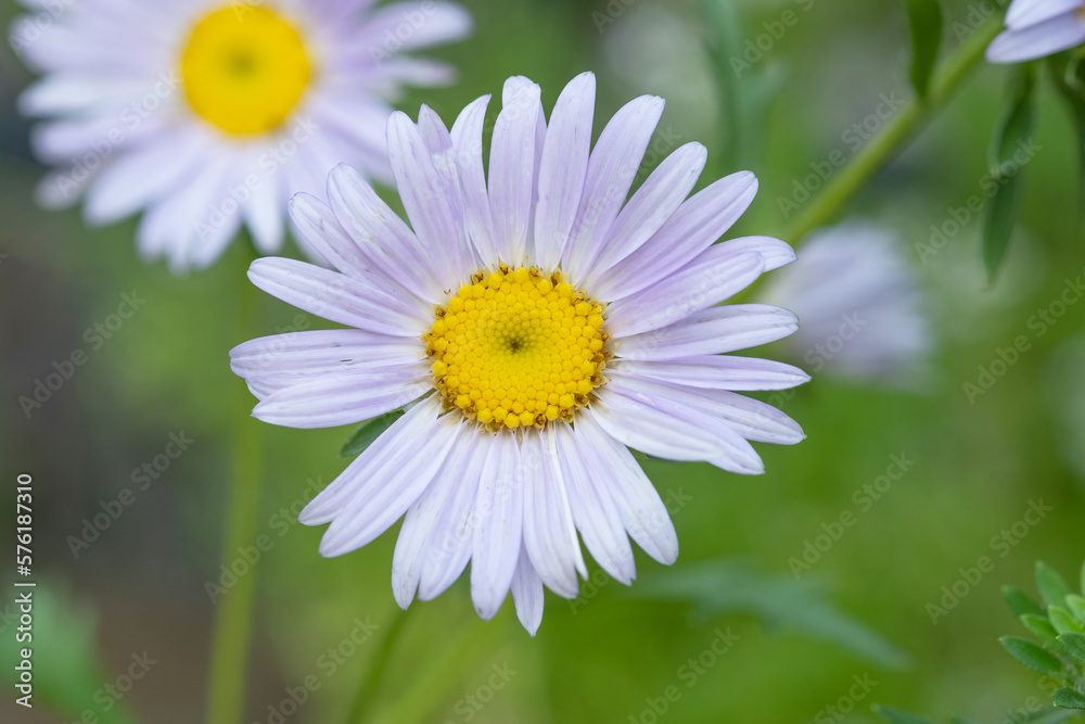 Fototapeta premium Purple daisy in the garden and Sunlight in the morning.