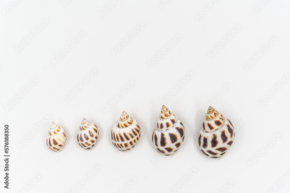 Isolated shells with white Background. High quality photo Isolated shells with white Background. High quality photo