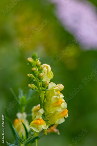 Linaria vulgaris flower growing in mountains 
