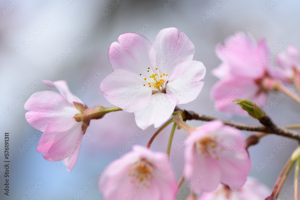 Cherry blossom flowers blooming in spring. Cherry blossom flowers blooming in spring.