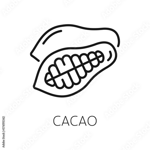 Cocoa or cacao beans isolated outline icon
