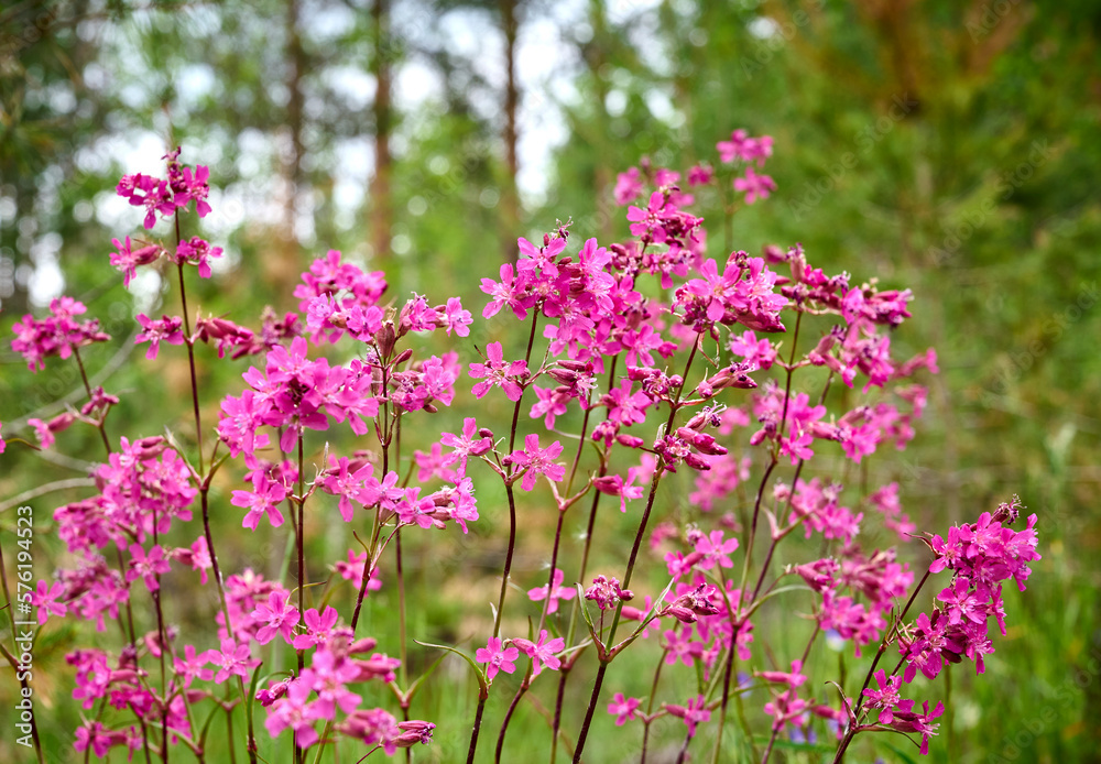 Wild pink flowers of red campion (Silene dioica) on a blooming meadow. Beautiful spring floral background. Wild pink flowers of red campion (Silene dioica) on a blooming meadow. Beautiful spring floral background.