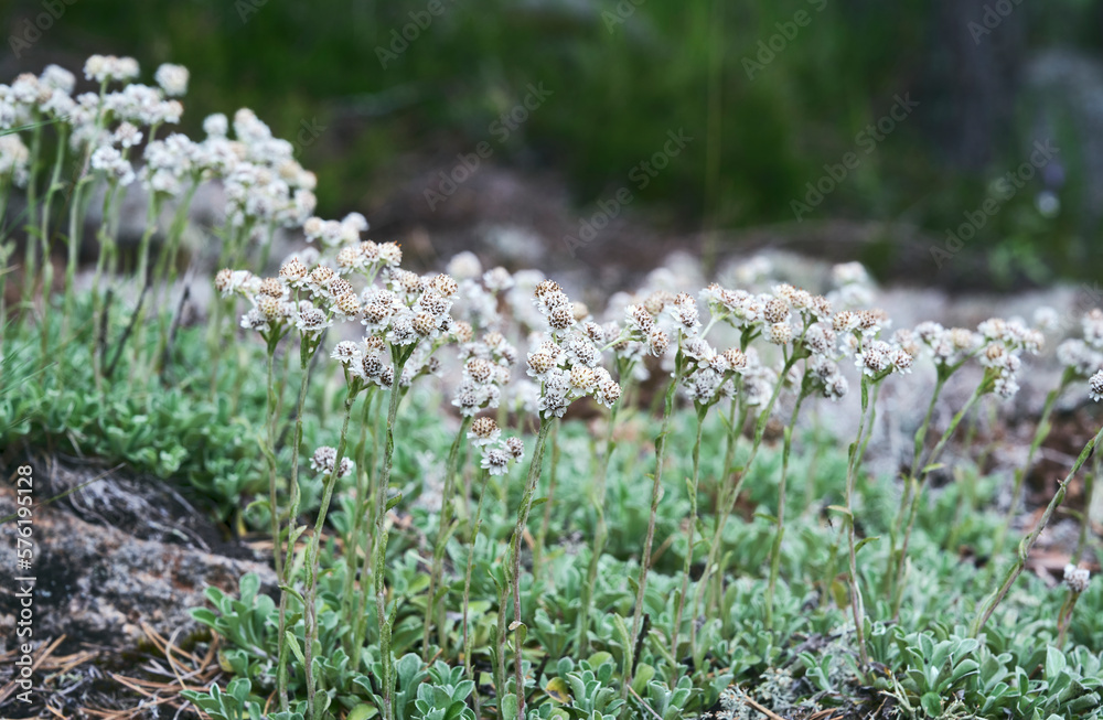 blooming meadow. small white flowers. Beautiful matte floral background. blooming meadow. small white flowers. Beautiful matte floral background.
