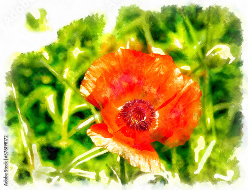 Wild poppy flowers digital watercolor