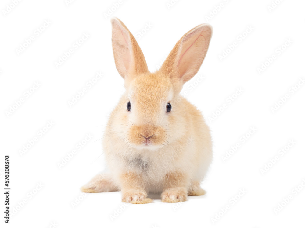 Front view of baby orange rabbit standing on white background. Lovely action of baby rabbit. Front view of baby orange rabbit standing on white background. Lovely action of baby rabbit.