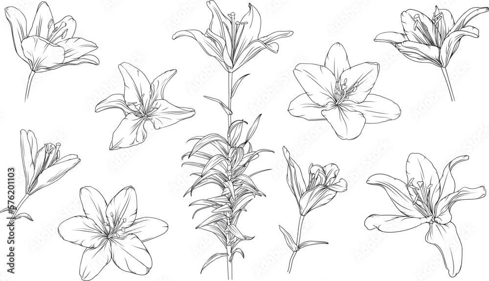 set of hand drawn black outline lily flowers isolated on white background