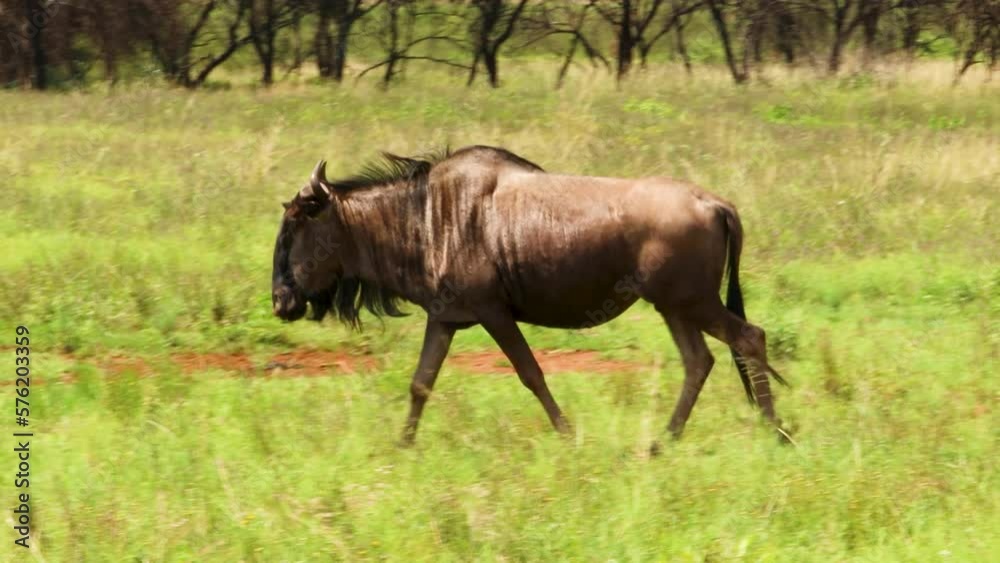 Wildebeast walking through a savannah in South Africa, Full Body Follow Shot 4K Wildebeast walking through a savannah in South Africa, Full Body Follow Shot 4K