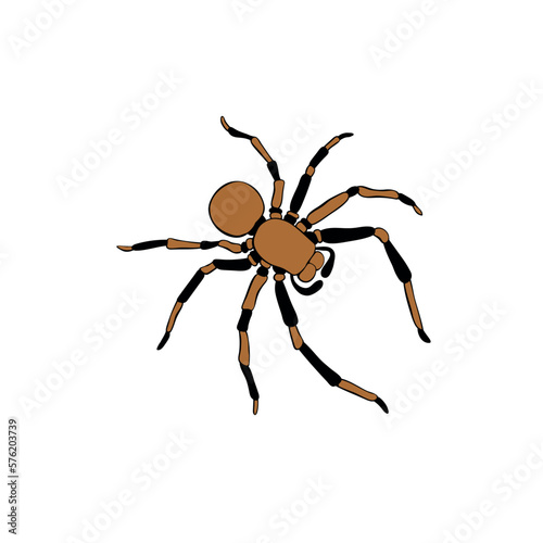 Vector brown tarantula spider. Color clip art of theme of insects, animals, halloween, naturalness of nature in doodle flat style