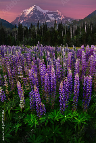 Lupines flowers by the mountains. Mount Robson at sunset. British Colubmbia. Canada  photo