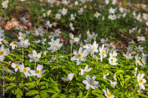 Blooming Wood anemone in the spring