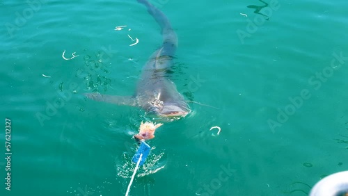 Shark lured closer with bait chum for shark cage diving - close-up tracking photo