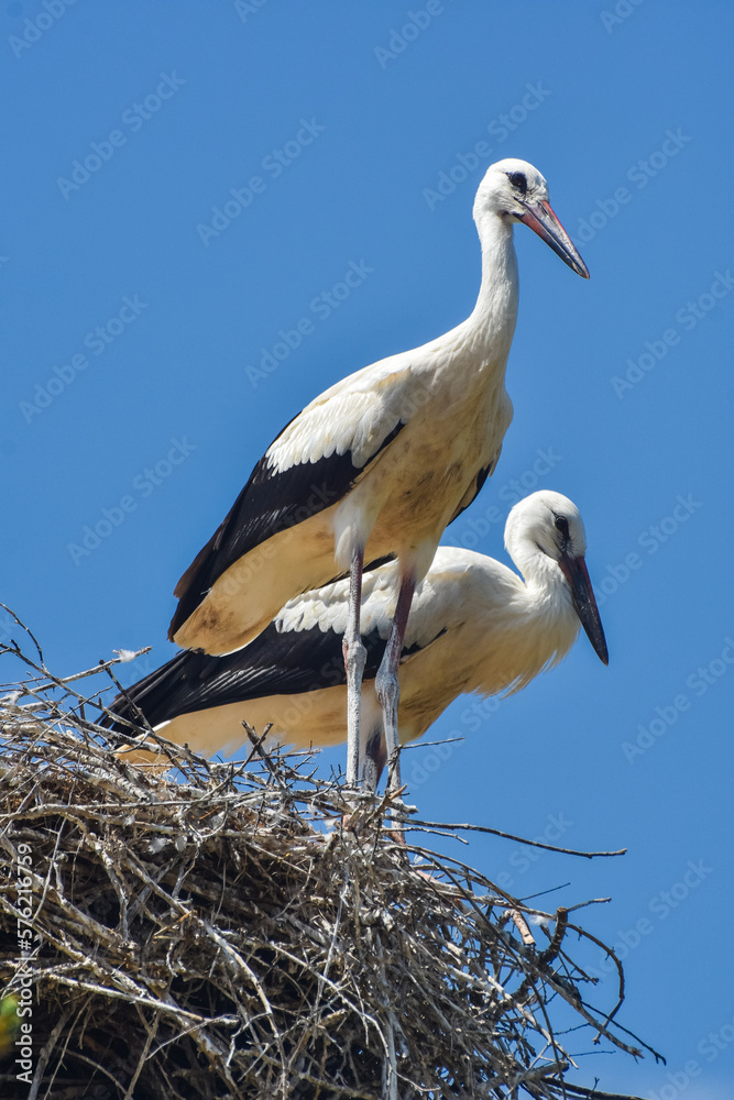 Fototapeta premium White stork on a nest. Pair of White Stork birds on a nest