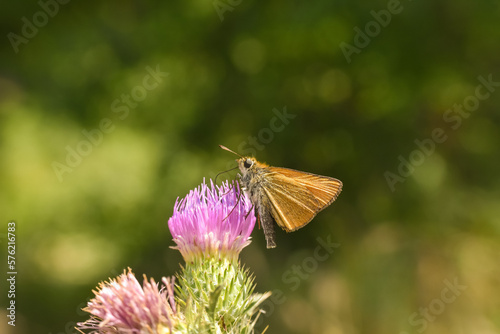 Essex skipper (Thymelicus lineola) on wildflower. Little butterfly on meadow