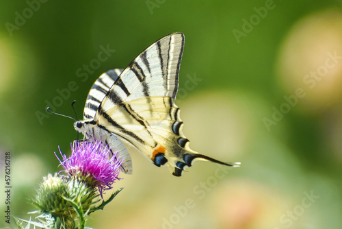 Scarce swallowtail - Iphiclides podalirius. Butterfly on wild flowers photo