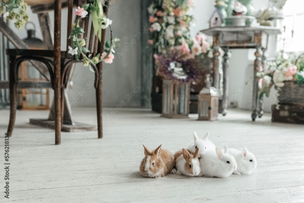 A group of cute Easter bunny rabbits on the living room floor. Beautiful cute pets.