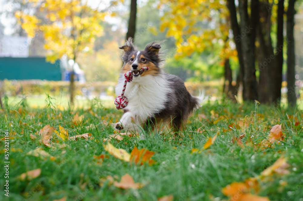 Cute tricolor dog sheltie breed is running and bringing a toy rope in fall park. Young shetland sheepdog is playing on green grass and yellow or orange autumn leaves