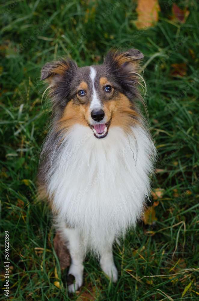 Fototapeta premium Cute tricolor dog sheltie breed in fall park. Young shetland sheepdog on green grass and yellow or orange autumn leaves 