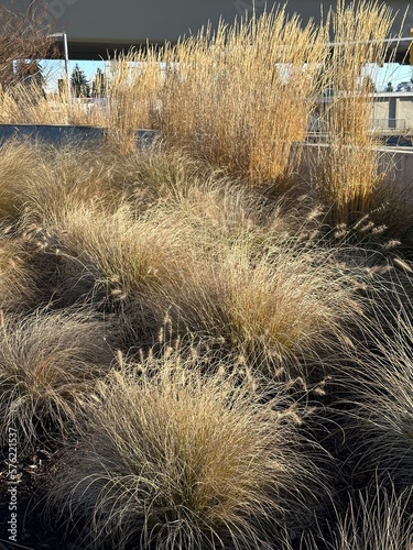 dry plants in the city street