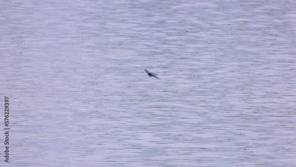 Aerial: Drone Panning Shot Of Tree Swallow Flying Over Rippled Lake - Arvada, Colorado Aerial: Drone Panning Shot Of Tree Swallow Flying Over Rippled Lake - Arvada, Colorado