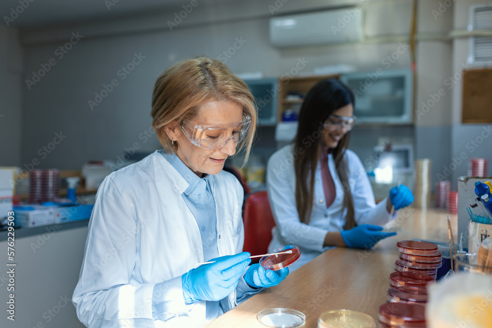 Scientist working with petri plate for analysis in the microscope of the lab. Doctor working and examining cultures in petri dishes in the microbiology lab Scientist working with petri plate for analysis in the microscope of the lab. Doctor working and examining cultures in petri dishes in the microbiology lab