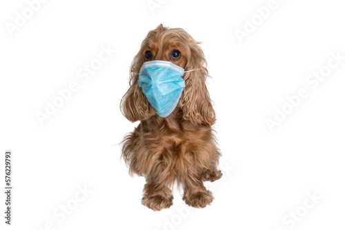 Dog with medical face mask isolated on transparent background