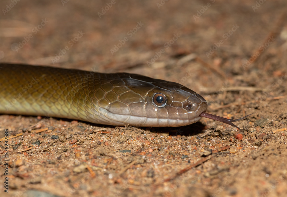 Olive Snake (Lycodonomorphus inornatus)