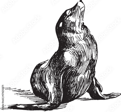 Hand sketch of a seal. Vector illustration.