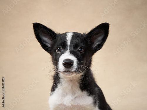 black and white puppy on a beige background. one month old border collie in studio. Dog in studio  © annaav