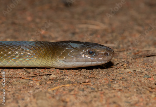 Olive Snake (Lycodonomorphus inornatus)