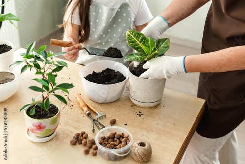 Close-up of children's hands and the hands of a mature woman transplanting indoor plants at home. The girl pours soil into the pot with a shovel.