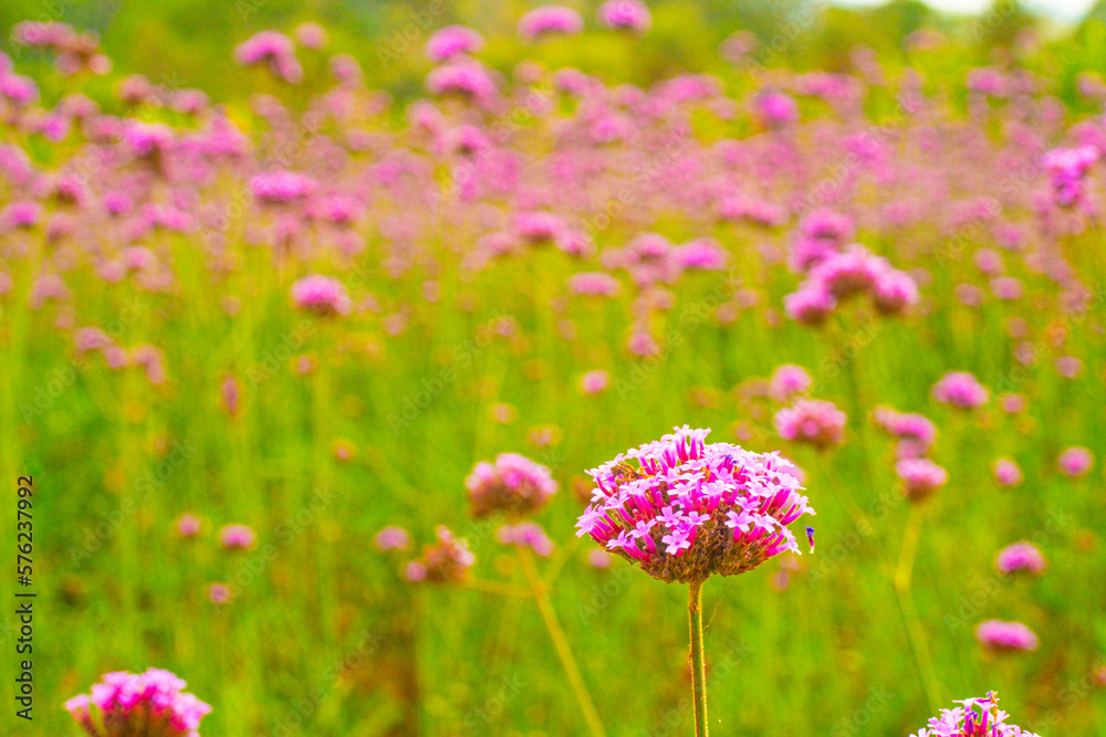 View of beautiful flower field in หีททำพ View of beautiful flower field in หีททำพ