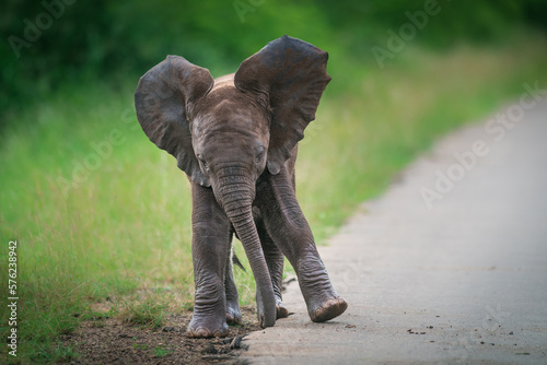  A baby elephant dancing at the side of the tar road in Kruger National Park.