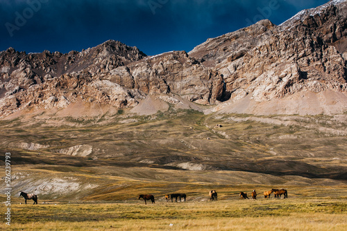 horses in Tien Shan Mountains photo