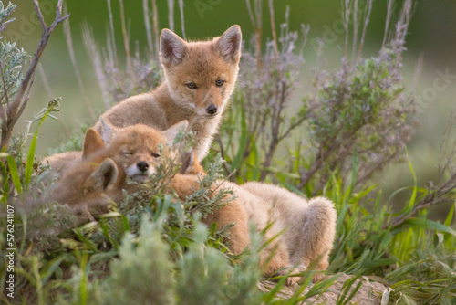 Three coyote pups resting in grass, Jackson Hole, Wyoming, USA photo