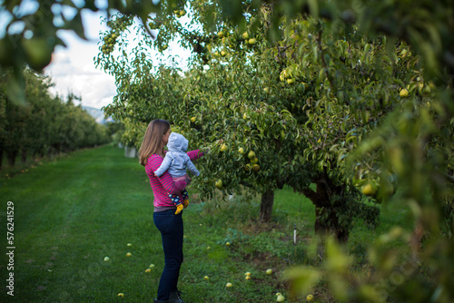 Mother with baby picking apples in orchard, Parkdale, Oregon, USA photo