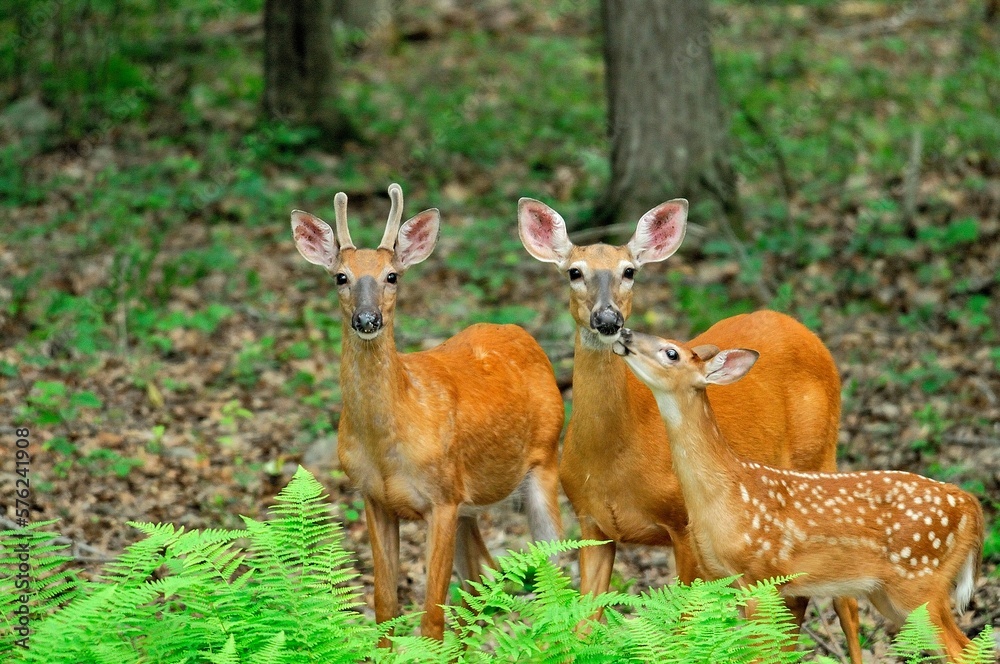 White-tailed deer (Odocoileus virginianus) family, Benton, Pennsylvania, USA White-tailed deer (Odocoileus virginianus) family, Benton, Pennsylvania, USA