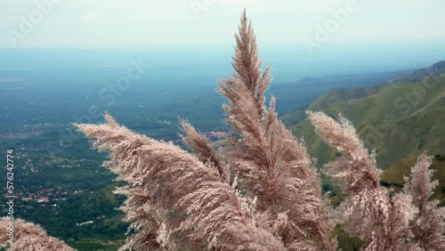 Pampa grass on the slope of a mountain. Windy day, view of the valley below. Comechingones mountains. Merlo, San Luis,  Argentina. Slow motion. photo