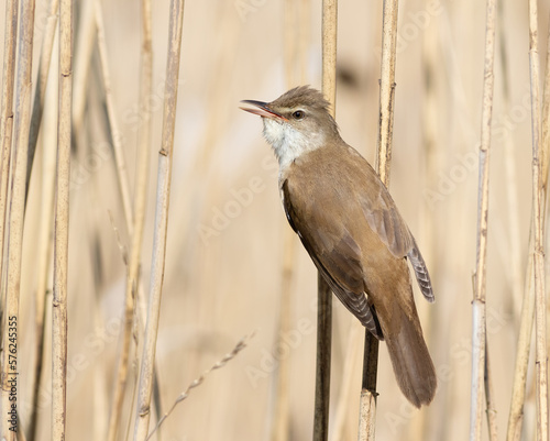 Great reed warbler, Acrocephalus arundinaceus. A bird sings on a reed stalk by the river