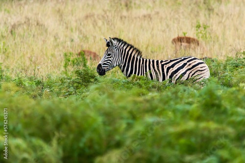 Zebra in the Mlilwane Wildlife refuge, a game reserve in Swaziland photo