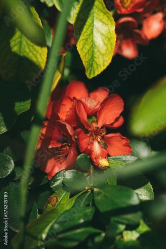 beautiful red flowers of a tree on a green background, macro, noise and dust in the photo