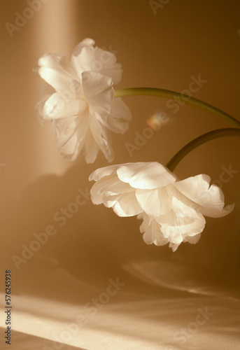 Dreamy brown background with white flowers  aesthetic minimalist still life
