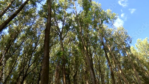 Wallpaper Mural Forest - Natural Environment, Video Clip Torontodigital.ca