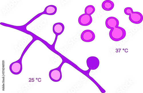Blastomyces dermatitidis fungi, the causative agent of the disease blastomycosis affecting lungs, more rarely skin, bones, other organs, vector illustration